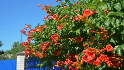Опора вьющихся растений и выращивание цветов на срезку - Слав Пласт