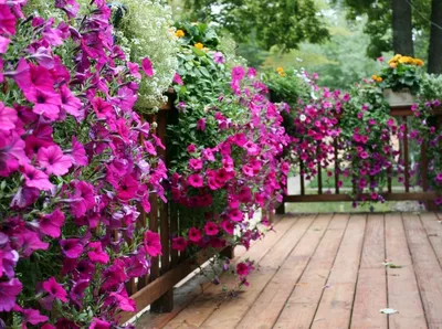 Вьющиеся цветы для вашего сада