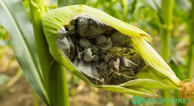 Вредители и болезни кукурузы фото фотографии
