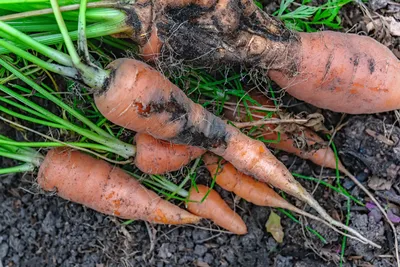 Вредители моркови и борьба с ними | Аптека Садовода