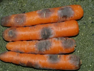 Уродливые морковь на фоне повреждения вредителей болезней овощных кровати  сад Стоковое Изображение - изображение насчитывающей бакалеи, доморощенный:  196342577