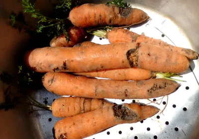 Болезни и вредители моркови и борьба с ними, фото