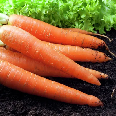 Как уберечь морковь на грядке от болезней и морковной мухи | Брусника | Дзен