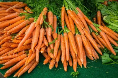 Как защитить лук и морковь от вредителей - от луковой и морковной мухи -  Lifestyle 24