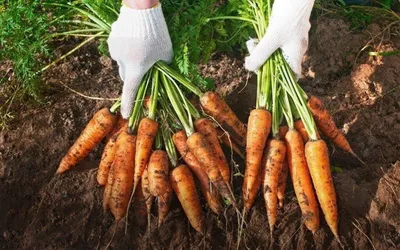 Главные вредители моркови, кто они | Фермерс | Дзен
