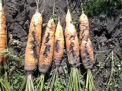 Каждый дачник должен знать вредителей моркови и методы борьбы с ними |  Полезная грядка | Дзен