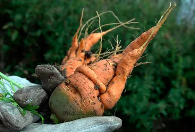Болезни моркови - описание с фото и способами лечения