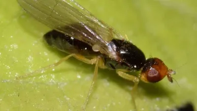 Морковная муха 2 мл | Инсектициды