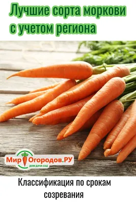 Как избавиться от морковной и луковой мухи - советы огородникам - Апостроф