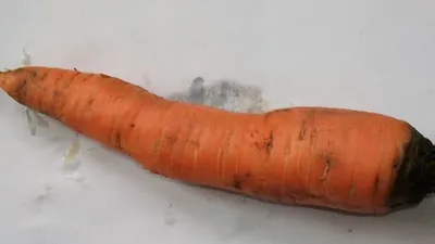 Болезни и вредители моркови: борьба с ними