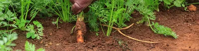 ГлавАгроном - Основные болезни моркови в поле и при хранении