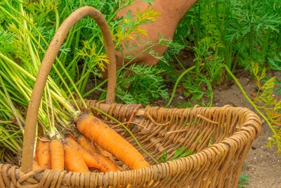 Вредители моркови Как с ними бороться | Огородники