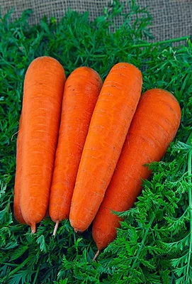 Причины пожелтения моркови и способы борьбы. Советы садоводов