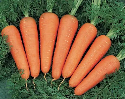 Какие бывают Вредители и болезни моркови | Cельхозпортал
