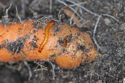 ГлавАгроном - Основные болезни моркови в поле и при хранении