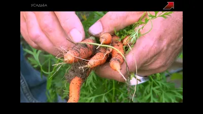 Вредители моркови: основные причины, виды, методы борьбы, профилактика