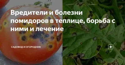 Вредители и болезни помидоров в теплице, борьба с ними и лечение | Садовод  и Огородник | Дзен