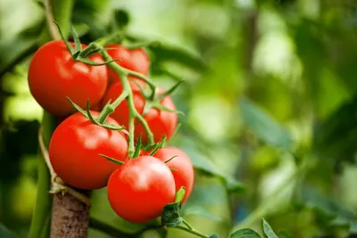Как вырастить помидоры