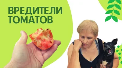 Вредители томатов и методы борьбы с ними | Агро Сіті