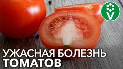 Вредители томатов и эффективные методы борьбы с ними . | Макс Сорокожердьев  | Дзен
