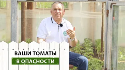 Бурая пятнистость томатов - Журнал Хозяин