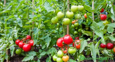 Вредители помидоров и борьба с ними - Agro-Market24