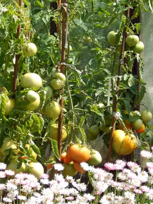 Болезни томатов: 5 самых распространенных | На грядке (Огород.ru)