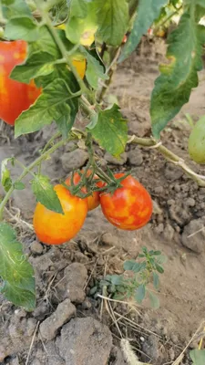 Болезнь томатов | СадИрины | Дзен