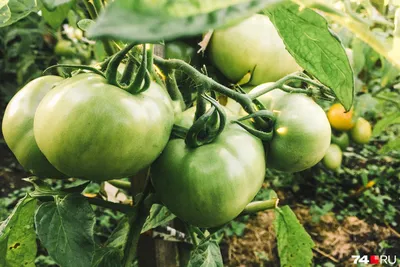 Как правильно выращивать помидоры, самые распространенные болезни томатов -  22 июля 2021 - 116.ru