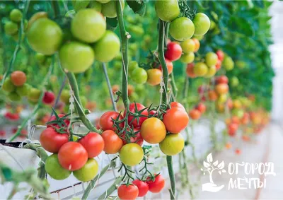 Болезни помидор: как определить и чем лечить, 5 простых правил профилактики  | Огород Мечты | Дзен