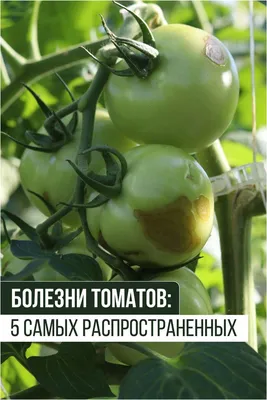 Болезни томатов: 5 самых распространенных | Огородничество, Огород, Растения