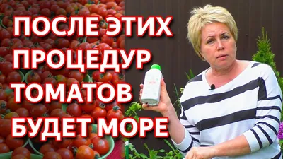 Помогите разобраться с болезнью помидор - Страница 5 - Болезни и вредители  томатов - tomat-pomidor.com - форум