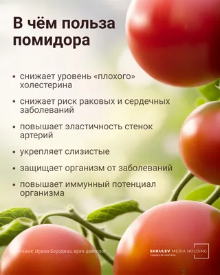 Избыток влаги испортит вкус помидора: 8 советов по поливу томатов —  Интернет-канал «TV Губерния»