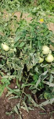 Болезни томатов в теплице и открытом грунте: описание с фотографиями |  ivd.ru
