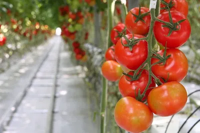 Защита томатов от вредителей и болезней | Bayer Crop Science Беларусь