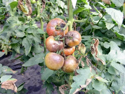 Почему скручиваются, желтеют, белеют листья у помидор, что делать с  болезнями томатов, как бороться с фитофторозом, кладоспориозом - 15 июля  2022 - v1.ru