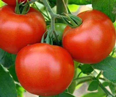 Польза помидора, вред, калорийность | РБК Life