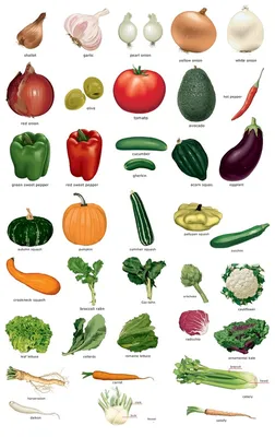 Вектор установил продуктов Все овощи, плоды ягоды и грибы Иллюстрация  вектора - иллюстрации насчитывающей знамена, питательный: 128587975