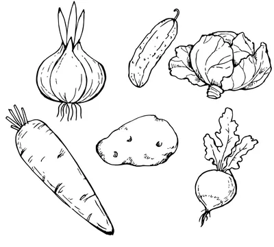 Всё, что надо знать про овощи | Доктор Наталья Павлюк | Дзен
