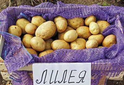 Виды картофеля в Перу