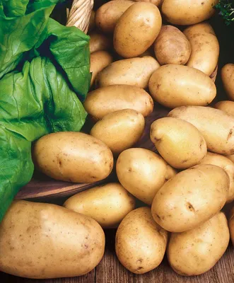 Сорта картофеля: Какой картофель выбрать для приготовления блюд - посадка,  уход, фото, как вырастить и собрать урожай - «Блог Флориум.юа» 2024