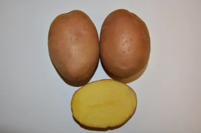 Южноуральских фермеров призвали использовать отечественные сорта картофеля
