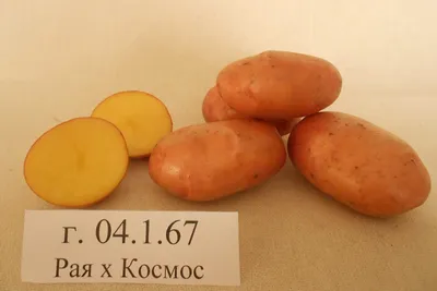 Ставка на элиту: костромичи сажают на премиум-сорта картофеля по 500 рублей  за кило — Новости Костромы