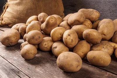 Сорт уральского картофеля «амулет»: урожайность, характеристики, описание,  устойчивость к болезням - 28 марта 2022 - 74.ru