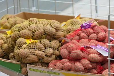 Картофель этих сортов ранний и вкусный - названия и фото | РБК Украина