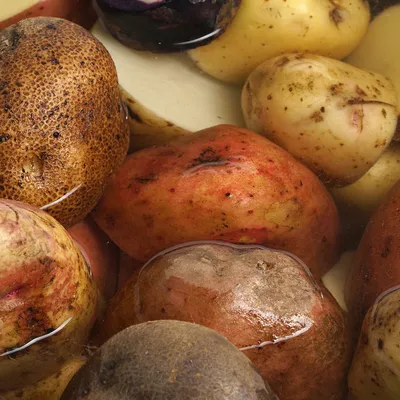 От чего зависит длительность хранения картофеля?