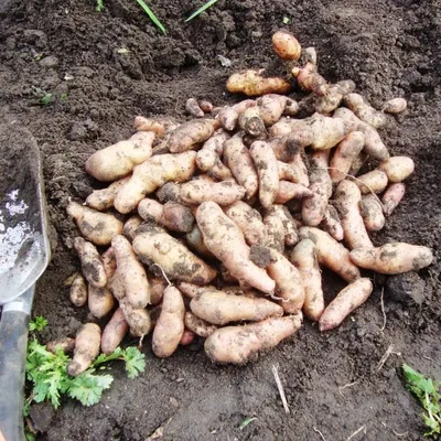 Выращен в чистых от вирусов условиях: обзор сортов картофеля, которые  позволят получить высокий урожай