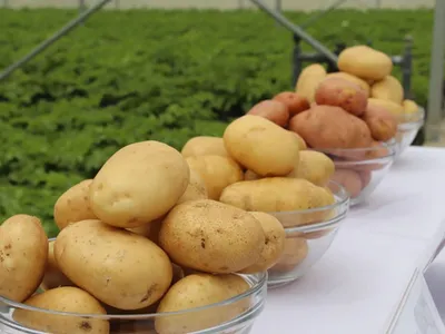 Новый сорт картофеля канадского селекционера тестируют в Китае — Журнал  \"Картофельная Система\"