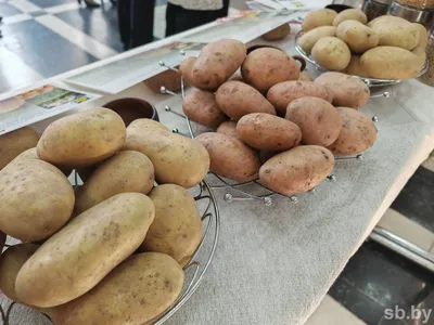 Какие сорта картофеля в Беларуси самые популярные? | НВ-ОНЛАЙН
