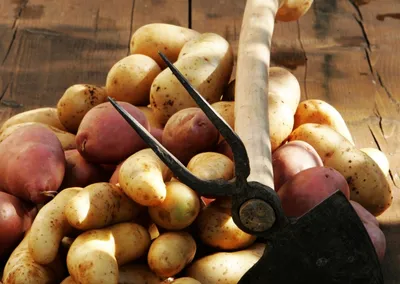 Урожай картофеля в этом году богатый: в сельхозорганизациях накопано 828  тысяч тонн клубней
